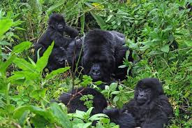 Buhoma Sector in Bwindi Impenetrable Forest