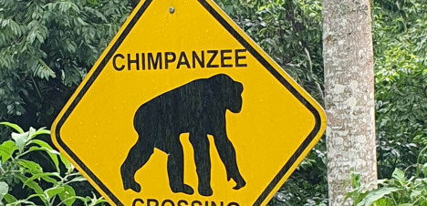 4 days Nyungwe chimpanzee and Congo gorilla trekking safari
