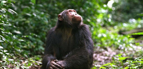6 Days Rwanda Double Gorilla trek and Chimpanzee Tour
