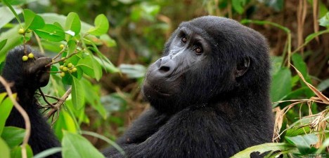 Comparing Gorilla Trekking in Bwindi and Mgahinga National Parks