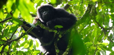 10 Days Rwanda and Congo Gorilla Trekking Tour