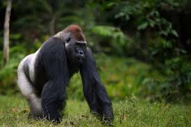 Endangered Mountain gorilla