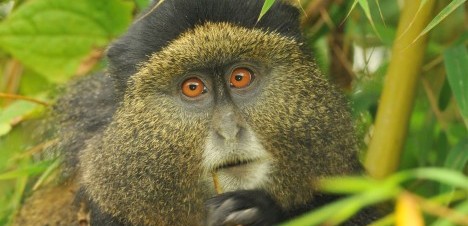 Golden Monkey Habituation in Uganda