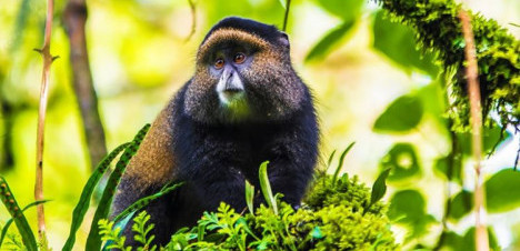 3 Days Uganda Golden Monkey Tracking Tour
