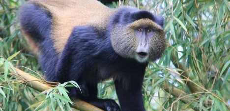 Golden Monkey safaris in Uganda
