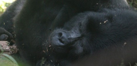 mountain gorilla resting face