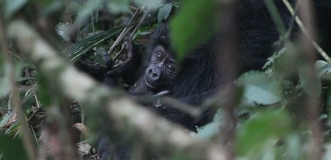 young gorilla face peeping through trees