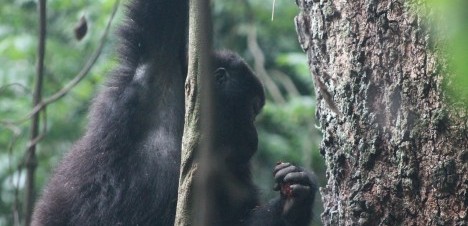 young gorilla patching on a tree branch