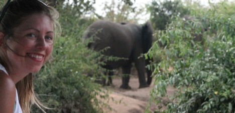 elephant sighting safari
