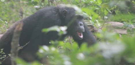 a chimpanzee grunting