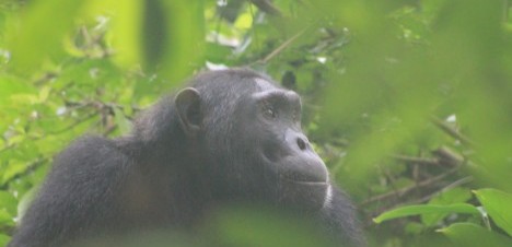 chimpanzee kibale NP