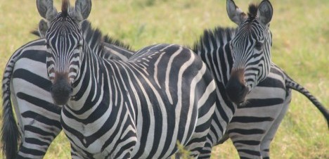 3 zebras