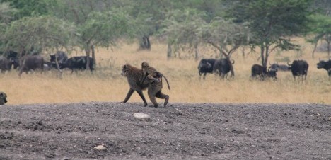 monkey carrying a baby on her back moving across a herd of buffalos