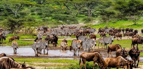 6 days wildebeest migration and wildlife Kenya safari