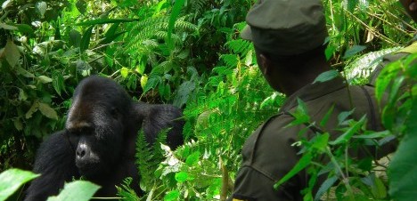 Nyakagezi gorilla family in Mgahinga National Park