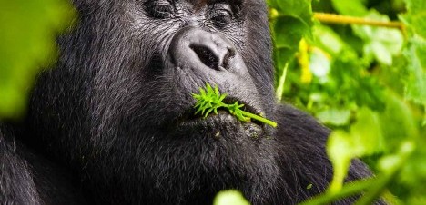 Uganda Gorilla Trekking in Rainy Season