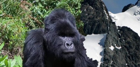 12 Days Mount Rwenzori Hiking and Gorilla Trekking Safari