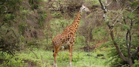 giraffe standing in the fores