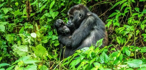 lowland gorillas kahuzi biega - johnny africa