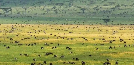 8 days Serengeti and Rwanda gorilla trekking safari