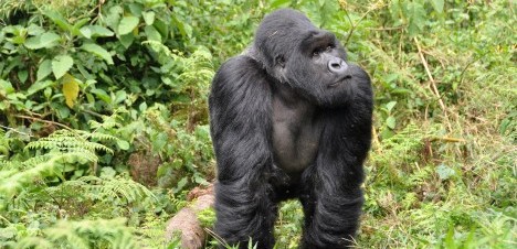 silverback gorilla rwanda