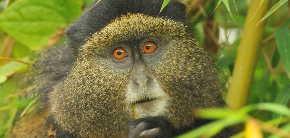 Golden Monkey Habituation in Uganda