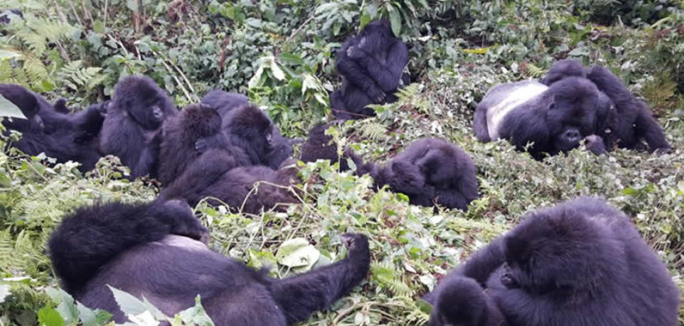 Gorilla families in Volcanoes National Park