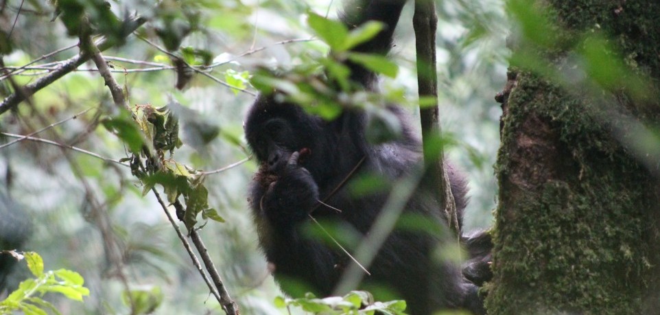 gorilla in bwindi