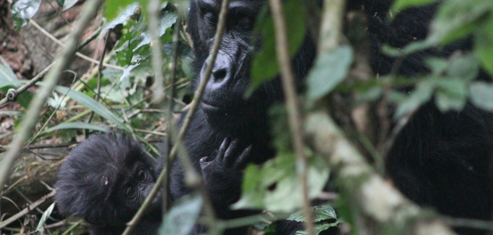 5 Days Gorilla Trekking & Wildlife Tour in Rwanda