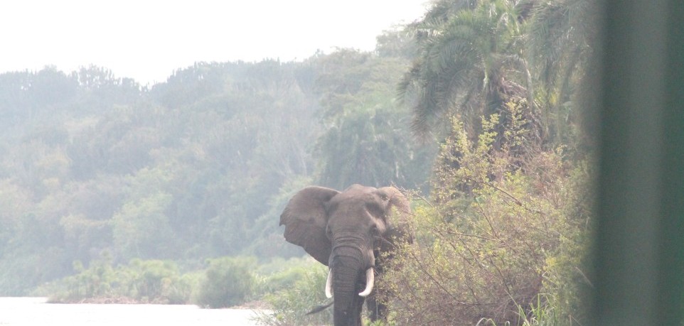 elephant approaching
