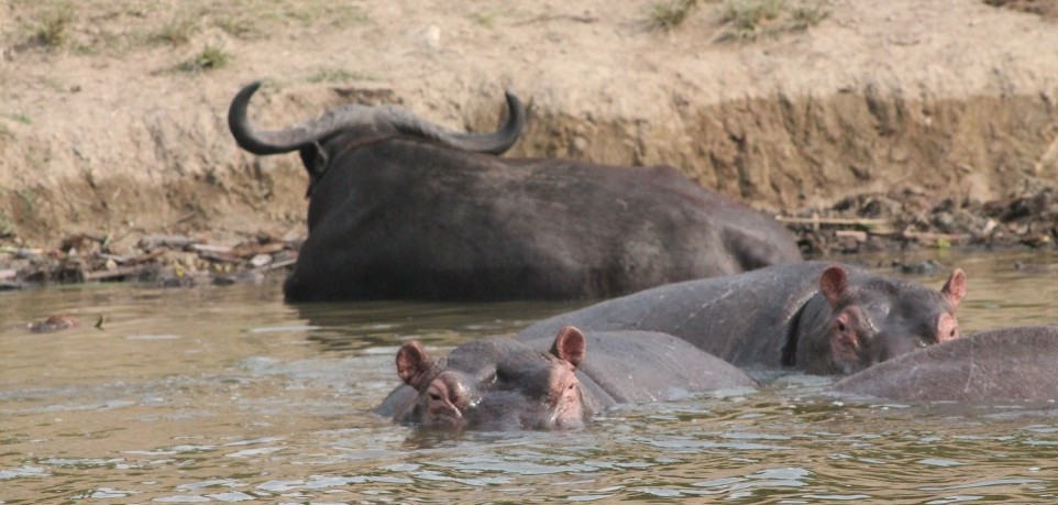 bufallo and hippos in a pool of water