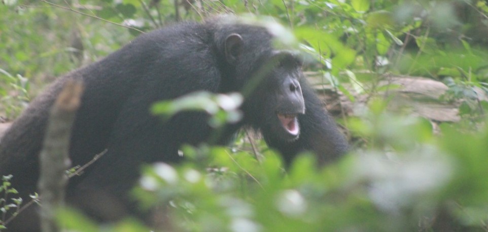 a chimpanzee grunting