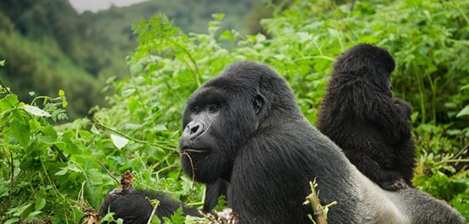 Gorilla species in Africa 