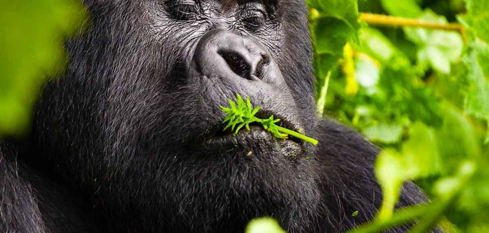 Uganda Gorilla Trekking in Rainy Season