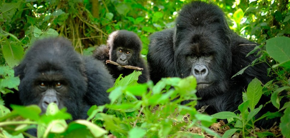 Uganda gorilla trekking permits