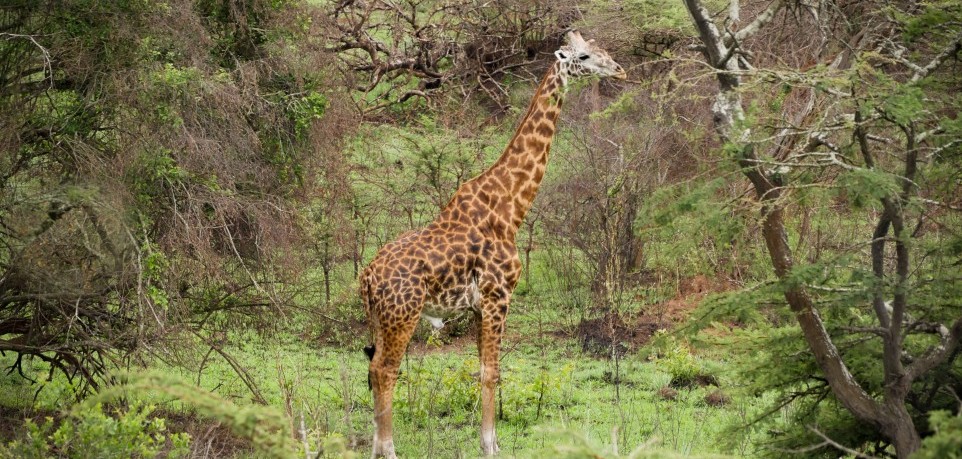 giraffe standing in the fores