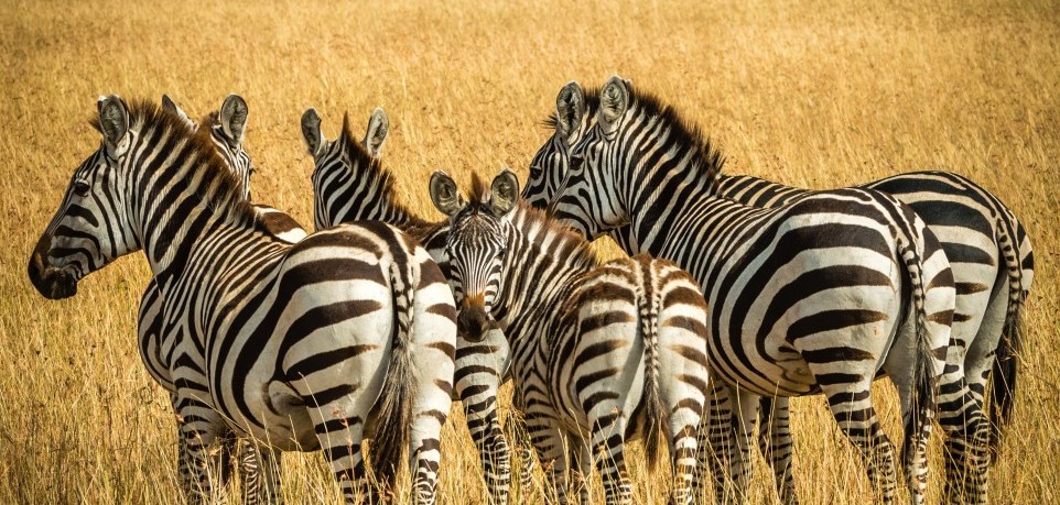 zebras masai-mara  -surtita_budiman/unsplash