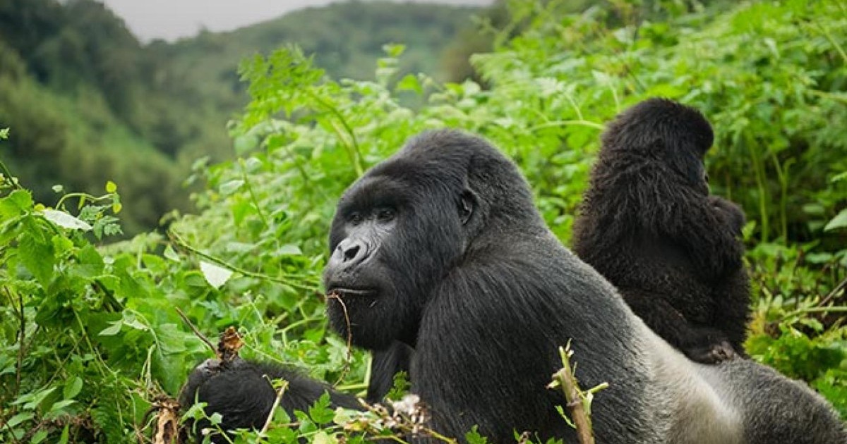 Species of gorillas in Africa | Native Africa Tours