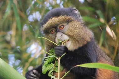 4 Days Uganda Gorillas and Golden Monkey Safari