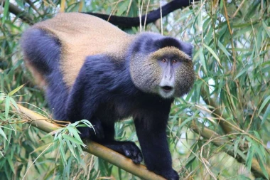 Golden Monkey safaris in Uganda