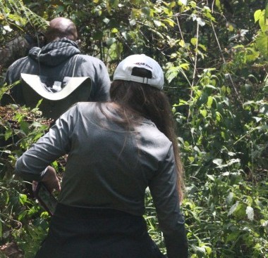 safari clients tracking gorillas