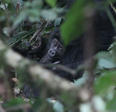 young gorilla face peeping through trees