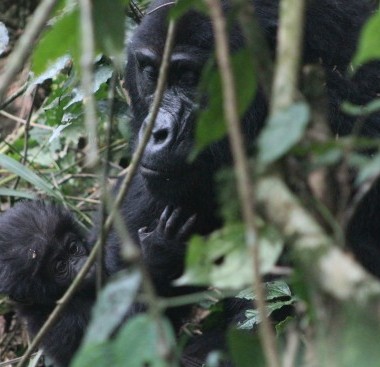 5 Days Gorilla Trekking & Wildlife Tour in Rwanda