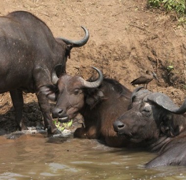 3 buffalos in water