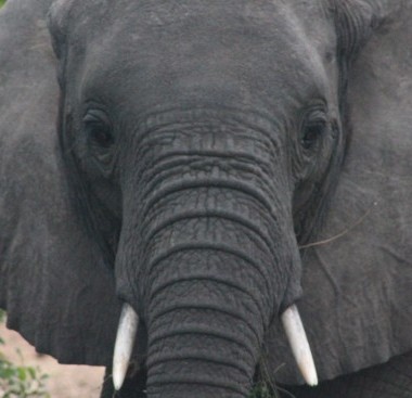 african elephant face