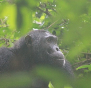 chimpanzee kibale NP