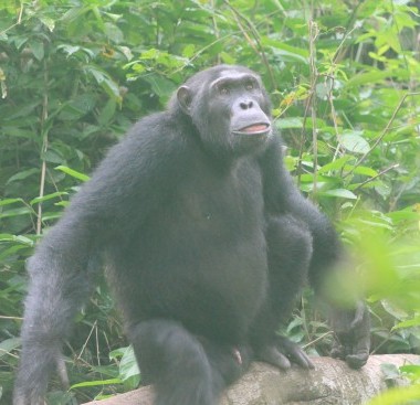 chimpanzee with a stuned look
