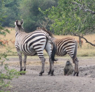 two zebras walking past a monkey