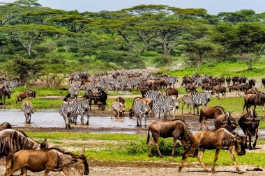 6 days wildebeest migration and wildlife Kenya safari