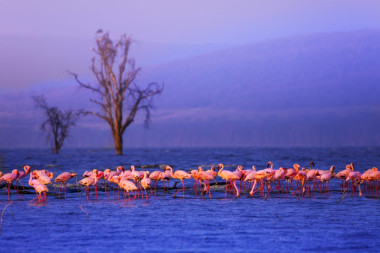 3 Days Lake Nakuru National Park Safari 